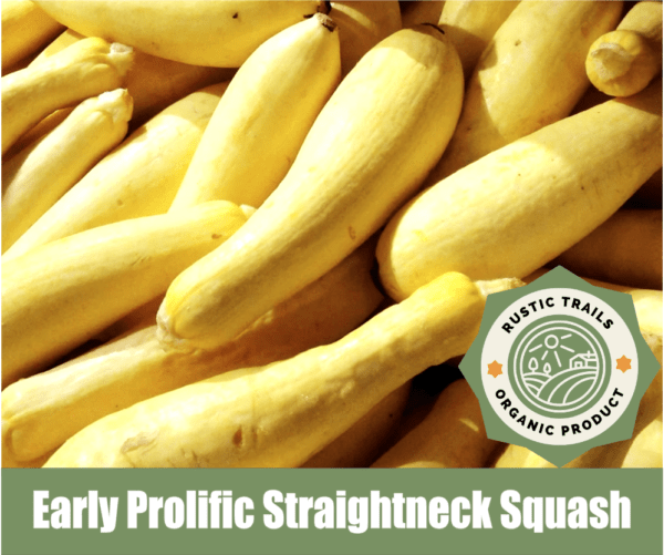 Early Prolific Straightneck Squash